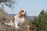 CAVALIER KING CHARLES 152